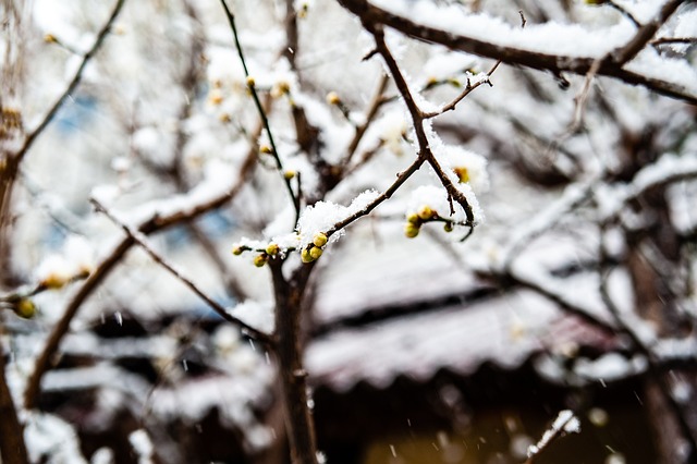 在本届卡塔