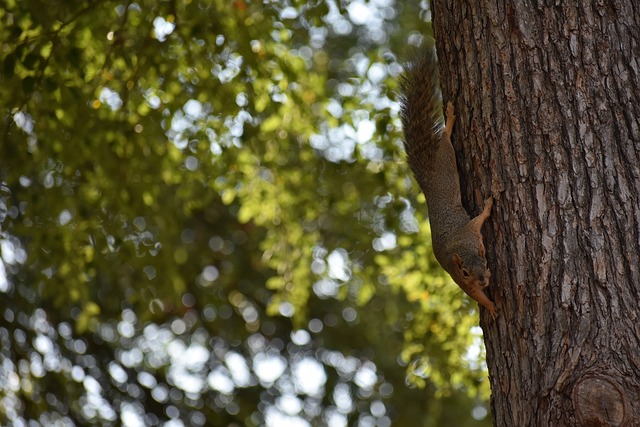 制雄鹿連續 制雄鹿連續